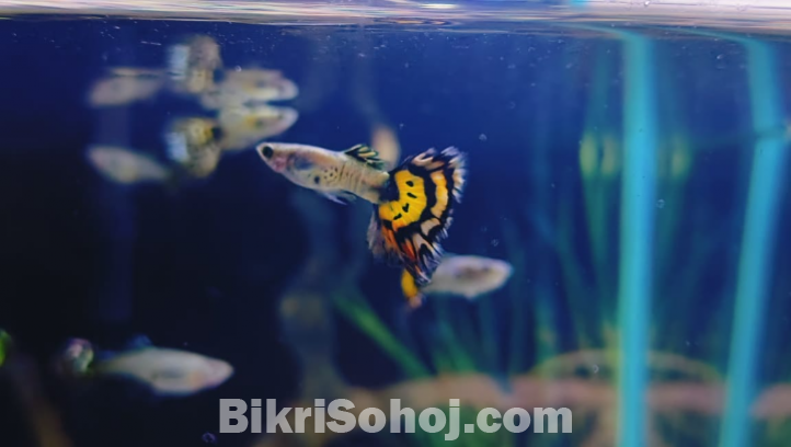 Molly, guppy, platti, red mosco, 24k gold guppy